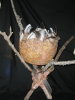 Featherd Bowl and Stand
